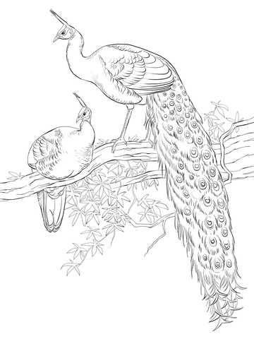 Green Java Peacocks Coloring Page